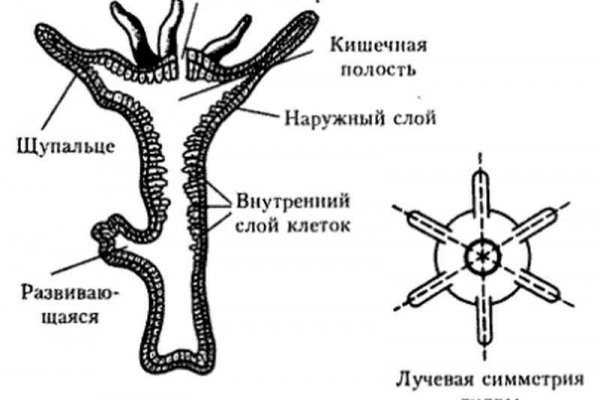 Ссылка на даркнет blacksprute com